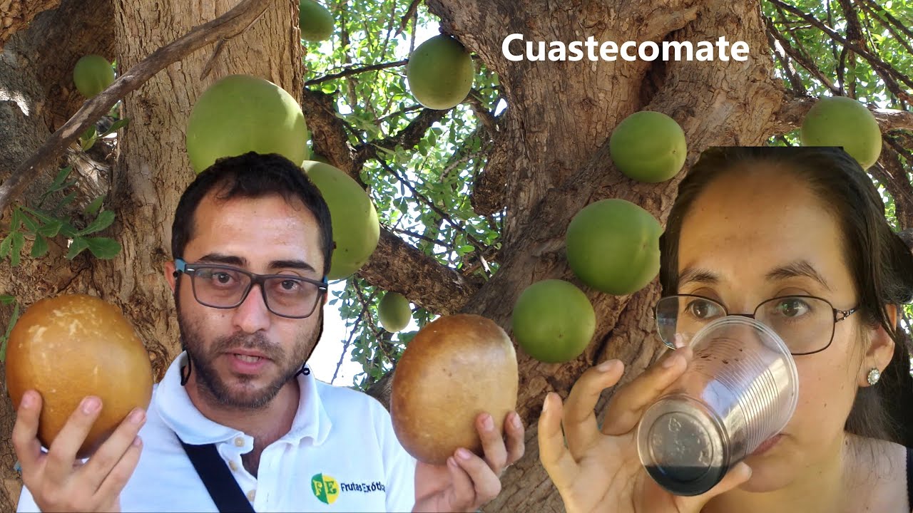 Ayal, cuastecomate, tecomate, morro, cirian, jicaro, mate, cotuco, güira, totumo, Crescentia alata