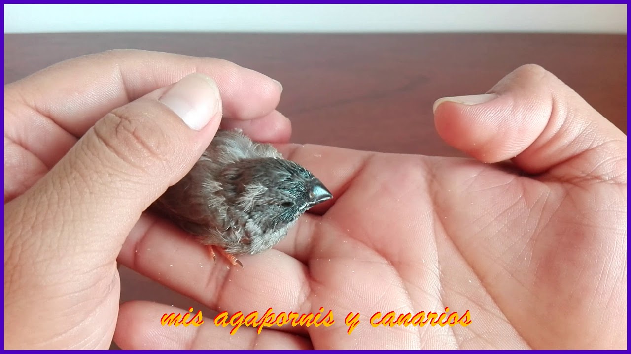 Respondiendo preguntas y consejos sobre diamantes mandarines