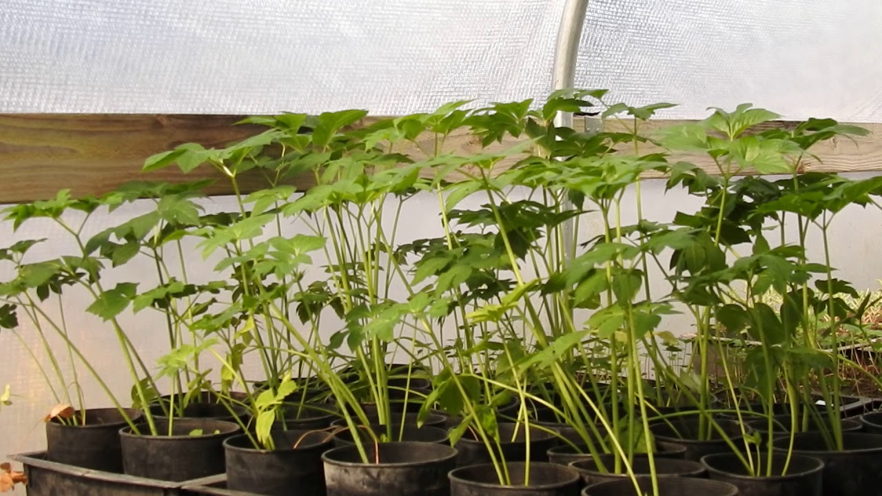 Herbal Materia Medica #16 Ashitaba Angelica Keiskei koidzumi