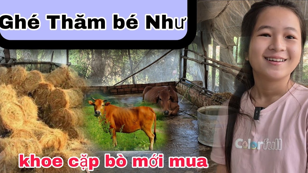 Ghé thăm nhà bé Như . Như phấn khởi khoe  cặp bò mới mua .
