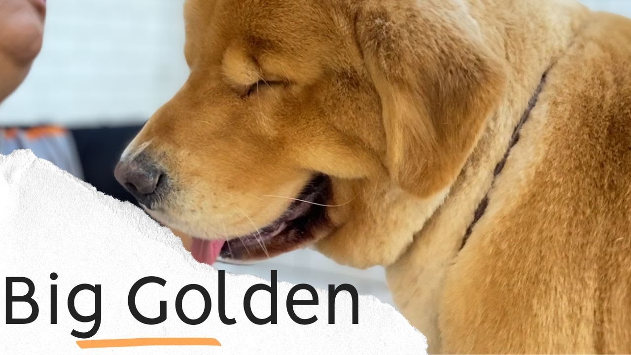 Um cachorro muito, mas muito grande! Golden Retriever