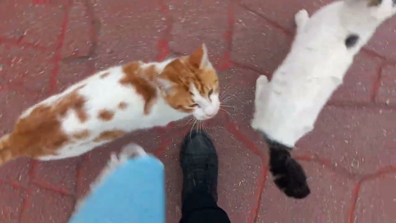 They are very cute