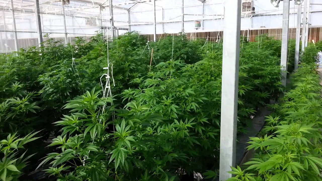 Bastard Plants!