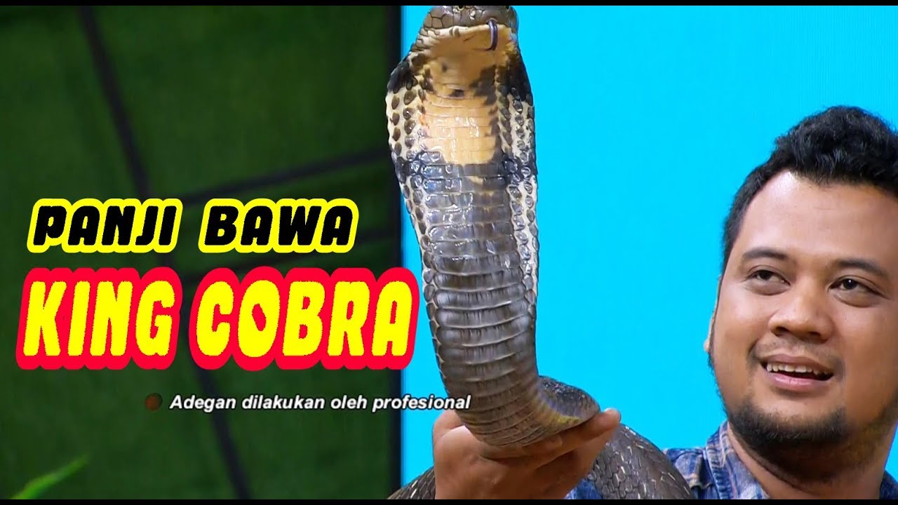 Panji Petualang Bawa KING COBRA | OKAY BOS (11/03/20) Part 2