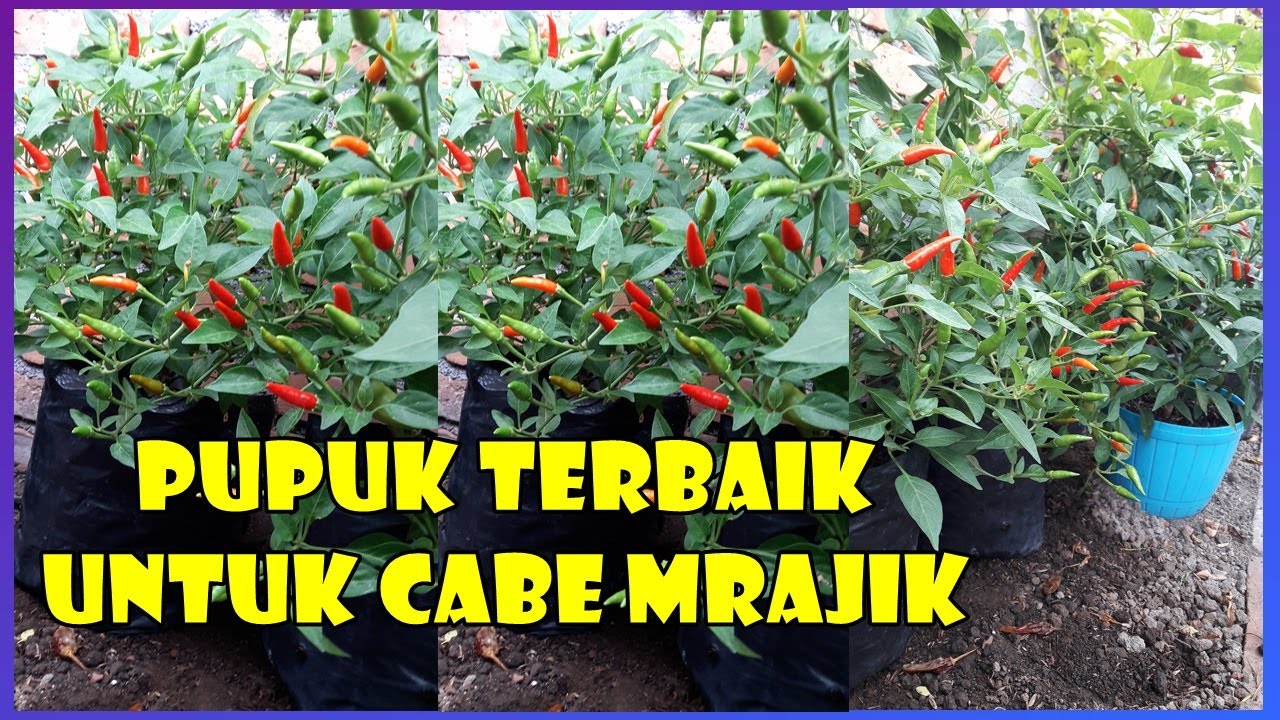 CARA PEMUPUKAN CABE DI POLIBAG / POT AGAR BERBUAH LEBAT | HOW TO GROW CHILLIES IN CONTAINERS