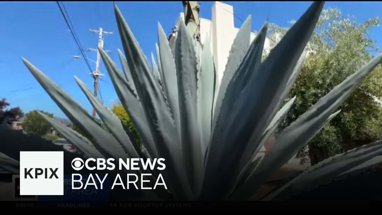 Agave 'death bloom' in Oakland neighborhood stands at 27 feet