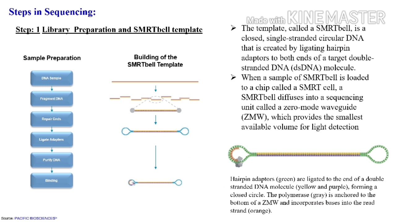 PacBio Single-Molecule Real-Time (SMRT) Sequencing Technology