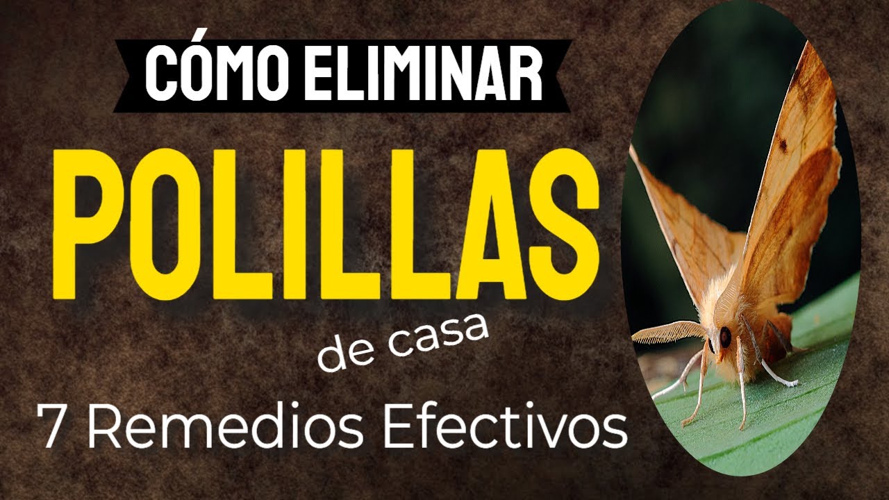 ✔️ &iquest;C&Oacute;MO ELIMINAR LAS POLILLAS DE CASA? 7 REMEDIOS EFECTIVOS -