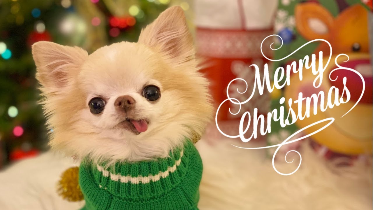 Chihuahua Cedric Opens Christmas Presents