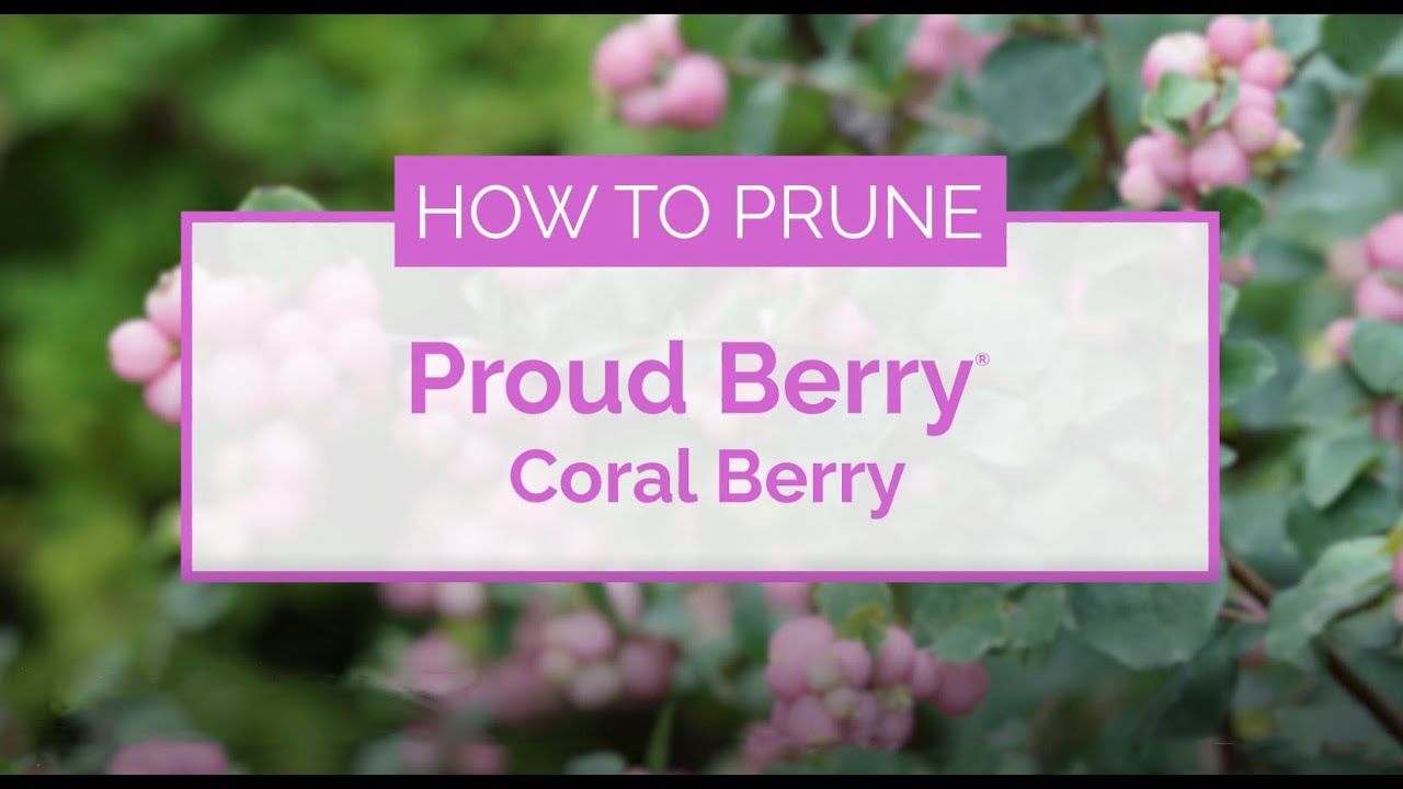 How to Prune Proud Berry&reg; Coral Berry