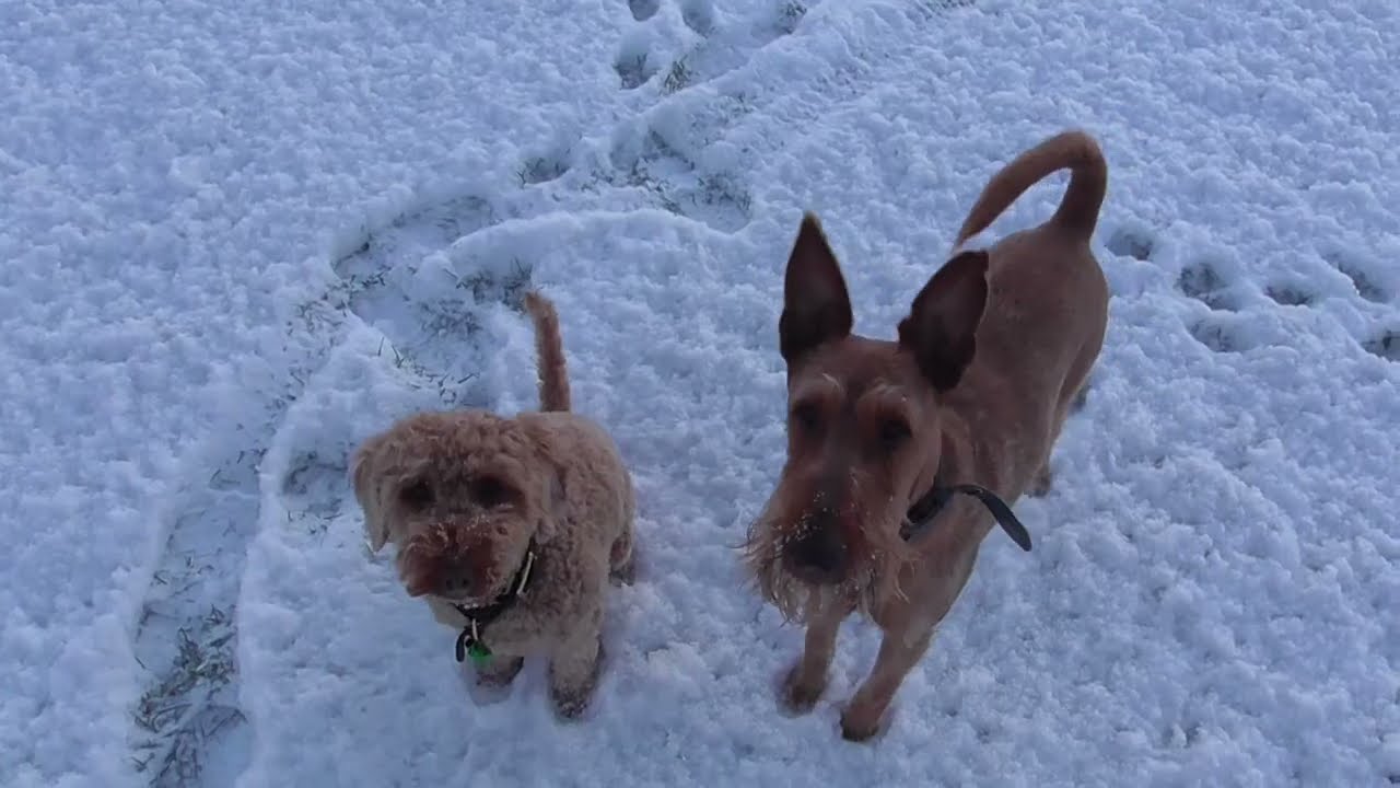 Buck and Bernard in the snow Part 5