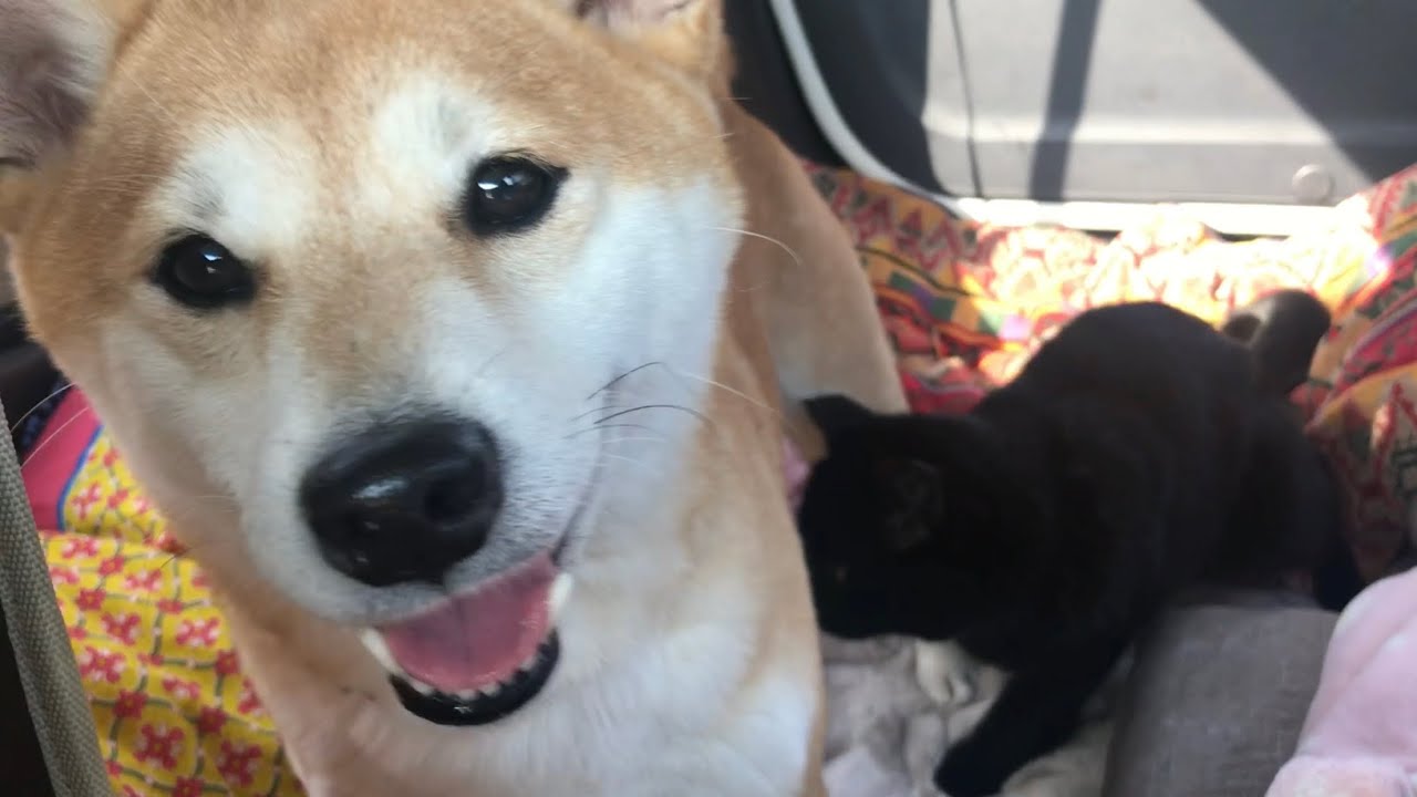 ドライブだー♪出発が待てずに寝ちゃう犬と猫 Drive with my dog and cat