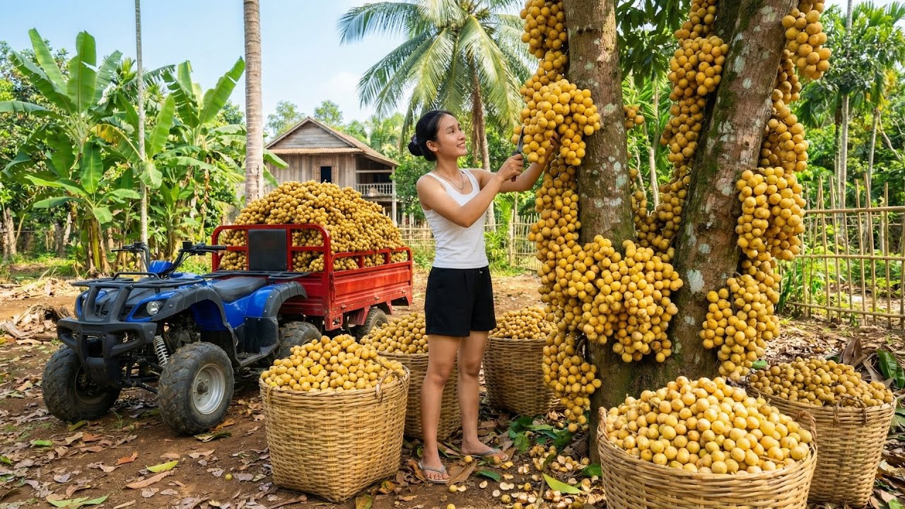 I Harvested Tons of Langsat & Selling Them at the Market - The Final Result Will Surprise Us