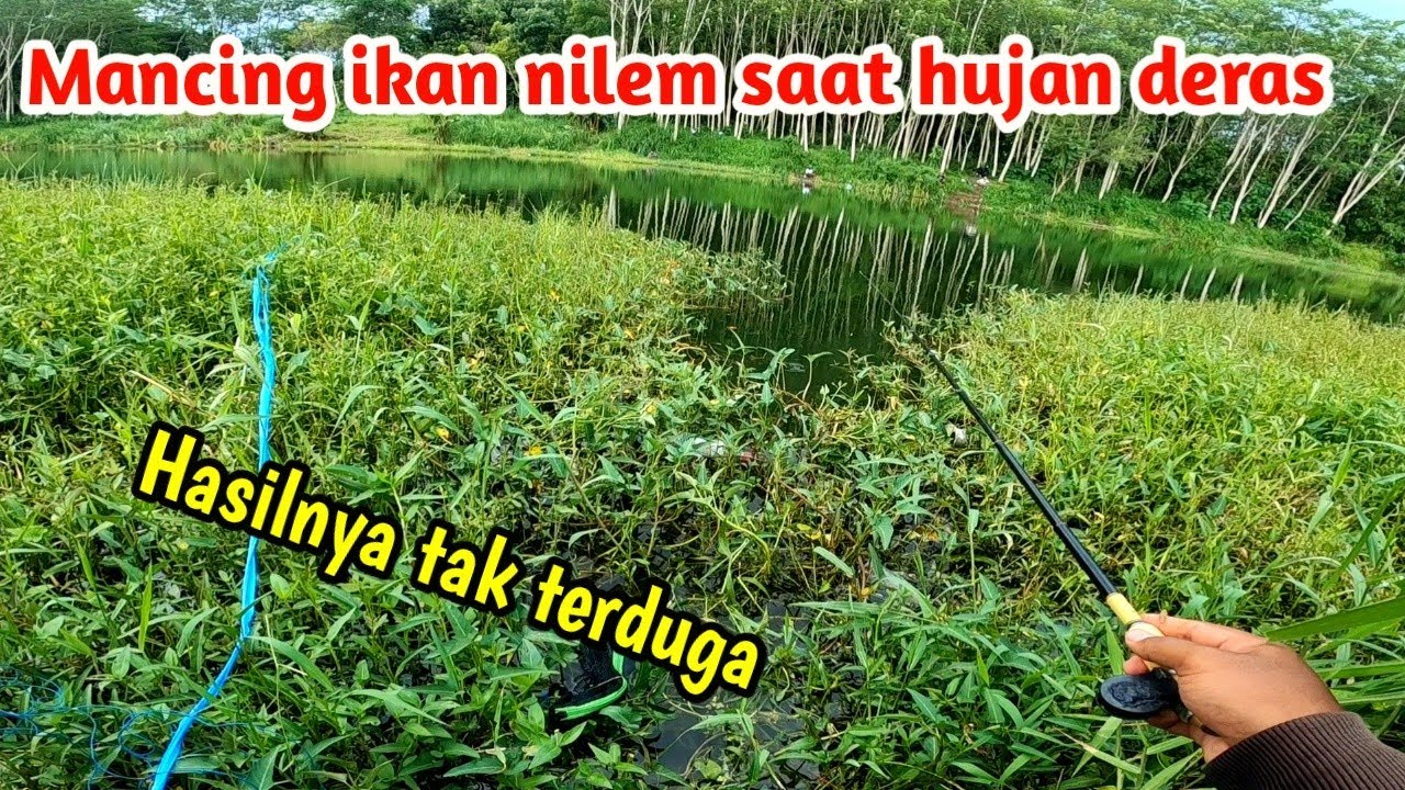Saat hujan deras tetap nekat mancing ikan nilem ‼️Ternyata hasilnya begini joran melengkung tajam