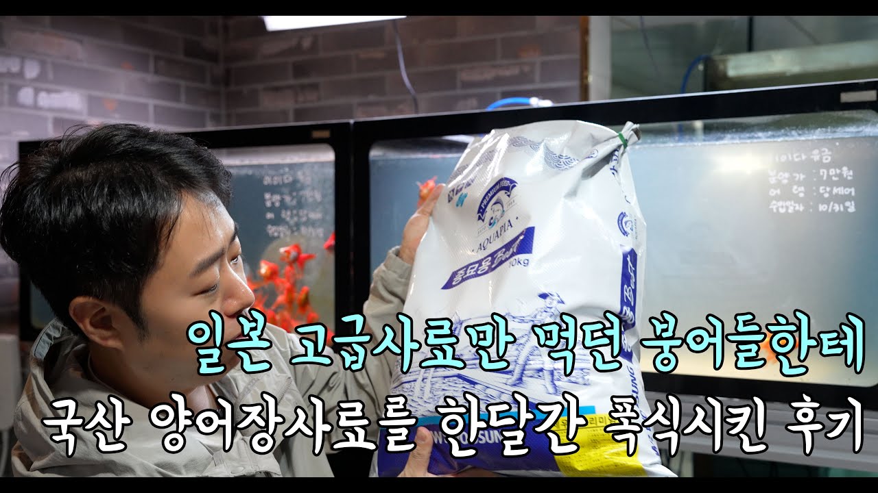 일본 고급사료만 먹던 붕어들한테 국산 양어장사료를 한달간 들이부어보았습니다.