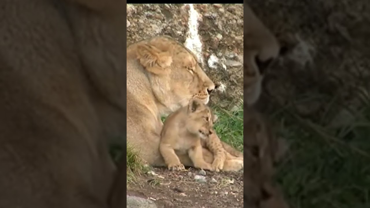 Heartwarming Moments: Lioness and Cub Bonding in the Wild 🦁 #Wildlife