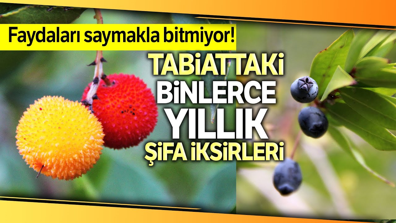 Tabiattaki Binlerce Yıllık Şifalar: Dağ Çileği ve Yaban Mersini
