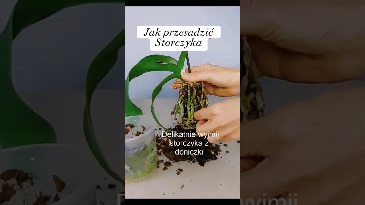 Jak przesadzić storczyka bezpiecznie #storczyk #storczyki #orchids