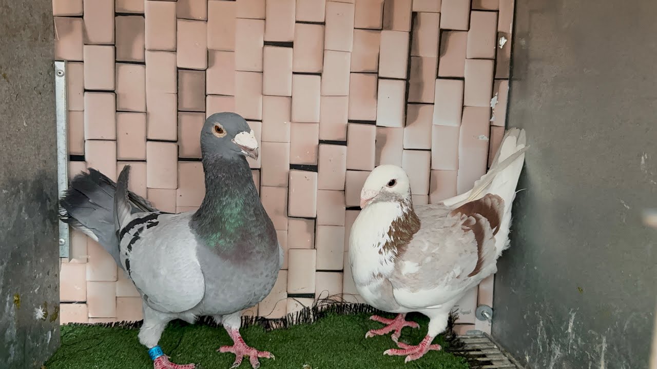 الخوان الجو بارد بزااااف 🥶🧣 ولكن قلت اجي ندير لخوتي فيديو 💁 وغادي تشوفو معانا احسن جودة حمام الزينة👌