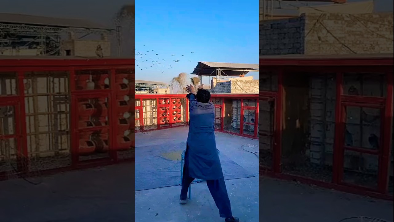 Kabutar Bazi Pigeon Catch | #shortvideo #viral