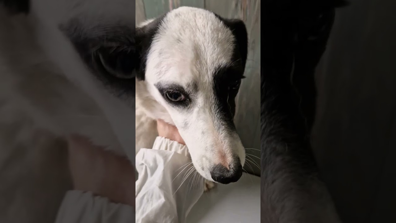 NON CI POSSO CREDERE.CHI PARTE STASERA?Info adozioni:3404754484