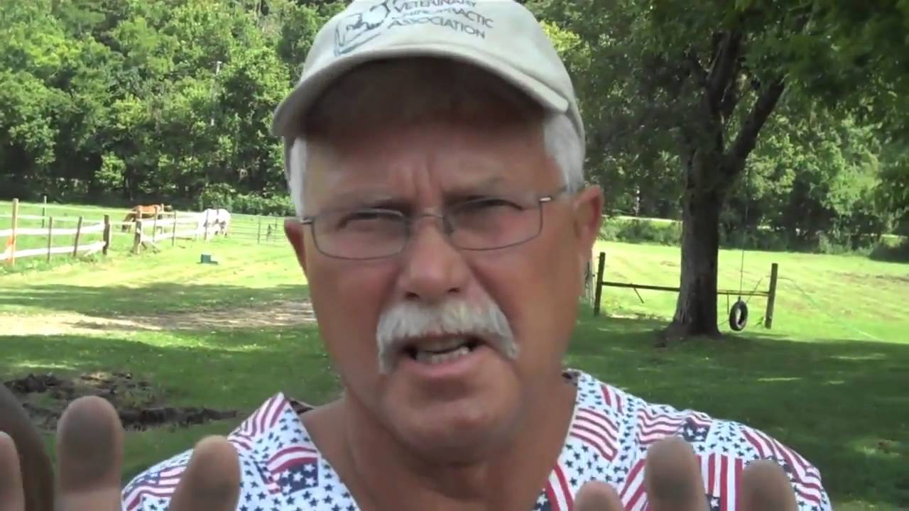 Horse Gets his Back Cracked by a  Chiropractor! - chiropractic care baton rouge
