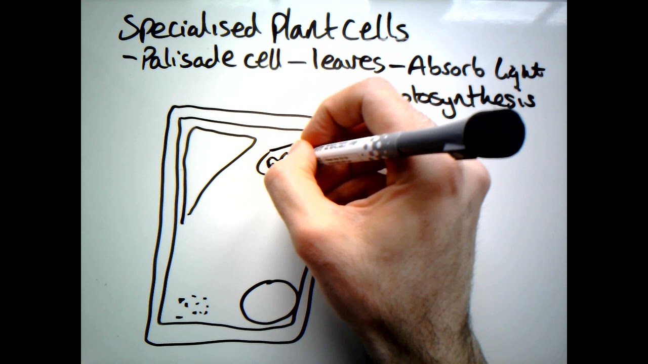 Adaptations of a Palisade cell (GCSE)