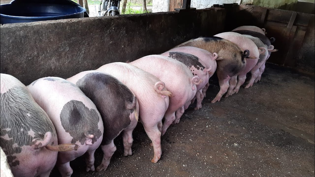 COMPRAMOS MAIS UM LOTE DE PORCOS PARA ABATER