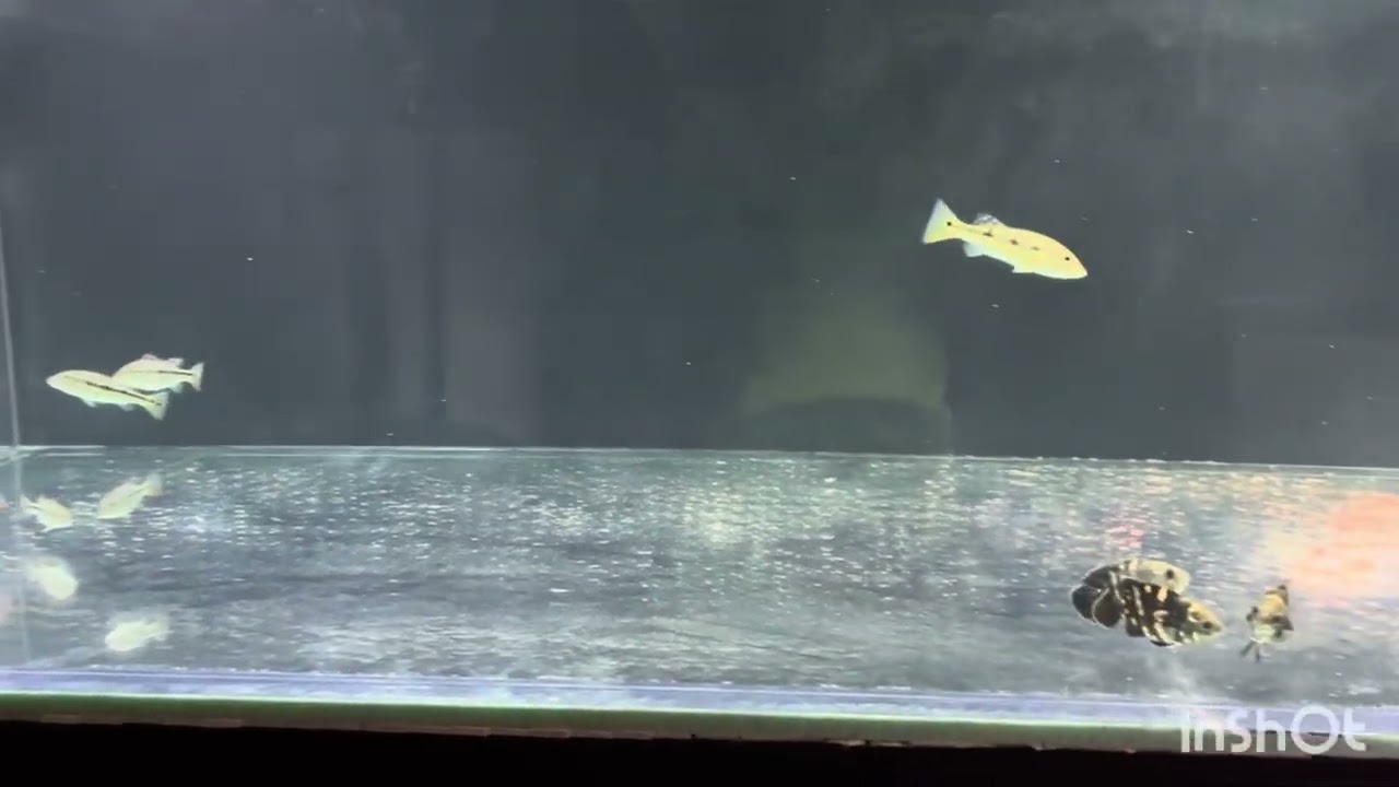 Cichla mirianae and cichla vazzoleri