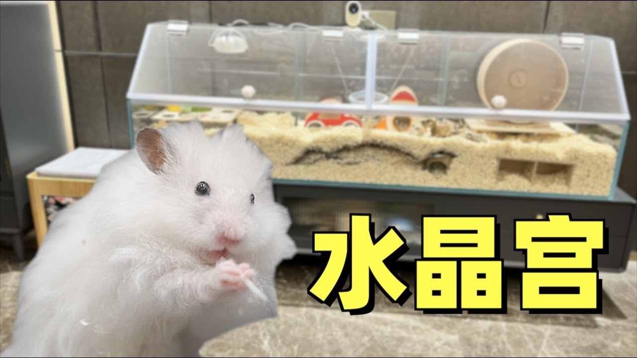 小伙耗时一个月，为仓鼠打造超豪华水晶宫仓鼠笼！猫：自助餐厅？