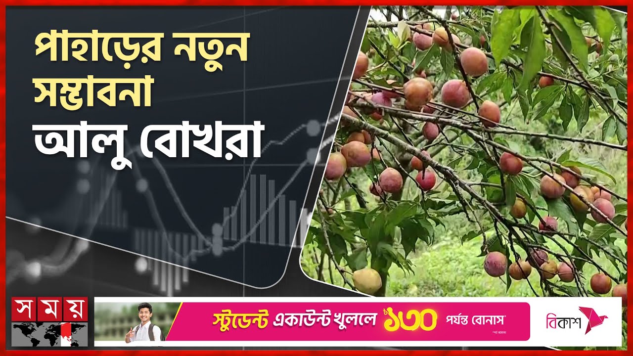 খাগড়াছড়িতে প্রথমবারেই আলু বোখরার অভাবনীয় সাফল্য | Alu bukhara | Red Plum | Khagrachhari | Somoy TV