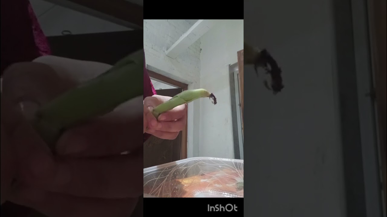 تمن باقلاء بالشبنت واللحم 