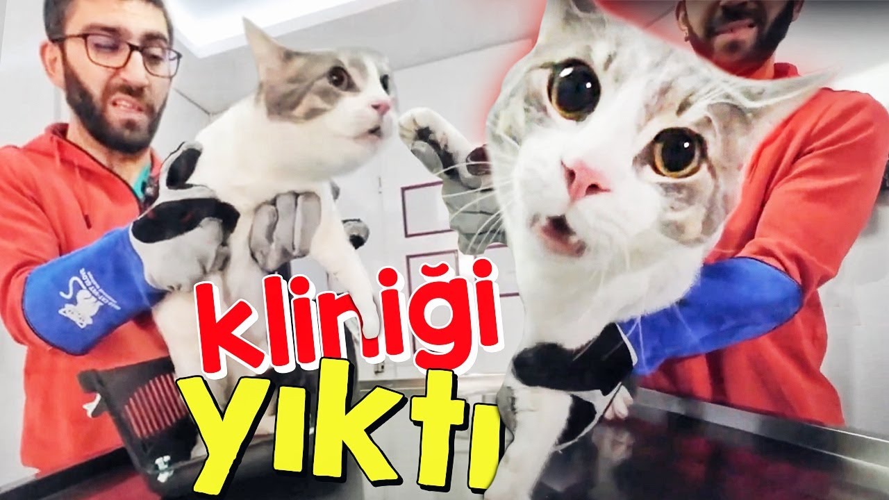 KAÇAMADIM! (iki kez ısırıldım)