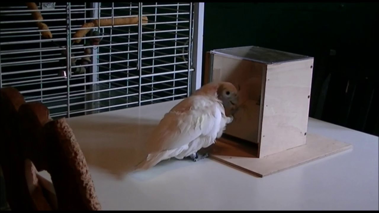 Goffin's cockatoos' insertion techniques in keyset A.