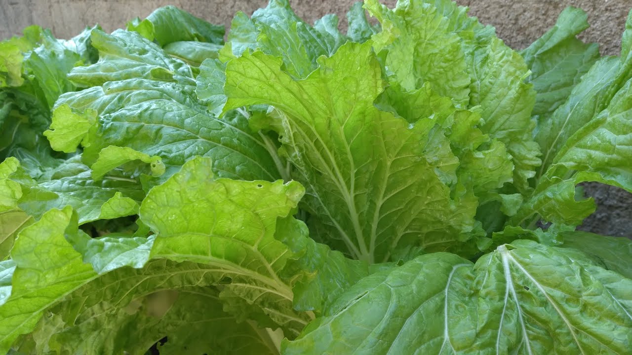 Acelga, como conseguir essa produção,  dicas que vão ajudar, no cultivo, do plantio até a colheita.