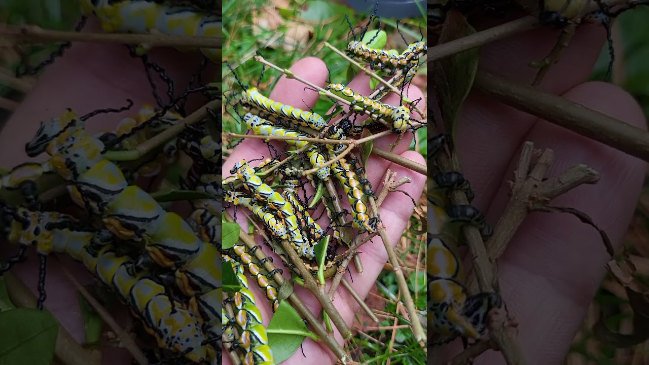 Brahmaea hearseyi larvae