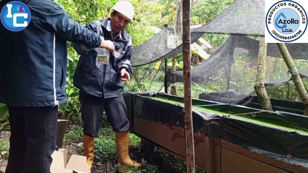 Recomendaciones para el cultivo de #Azolla, su empaquetado e implementación de #AZOLARIOS