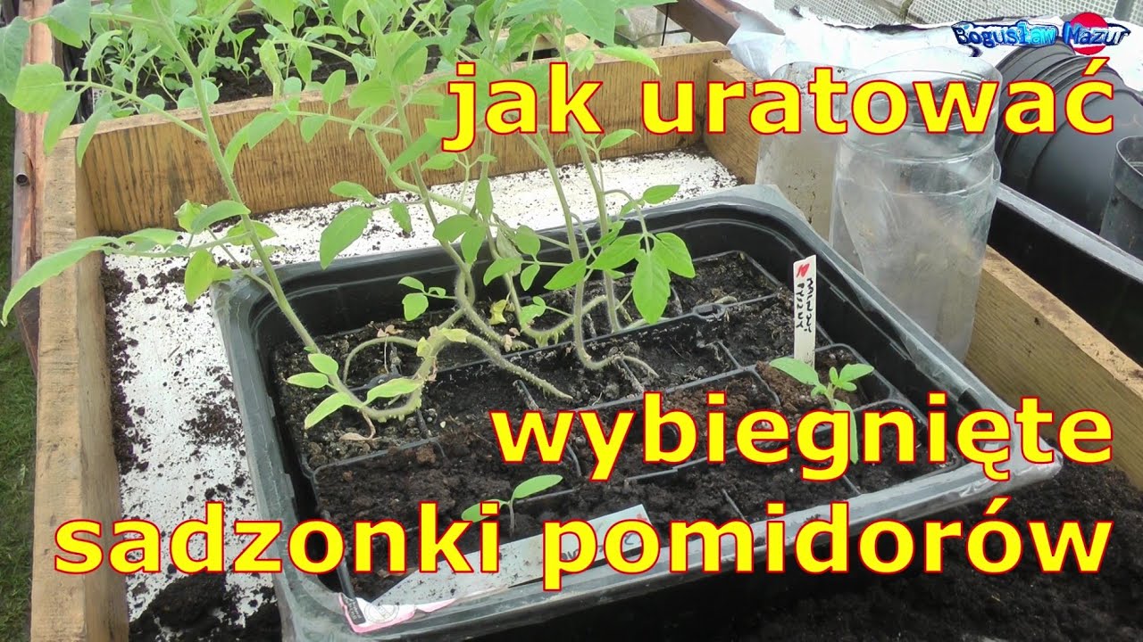 jak uratować wybiegnięte sadzonki pomidorów