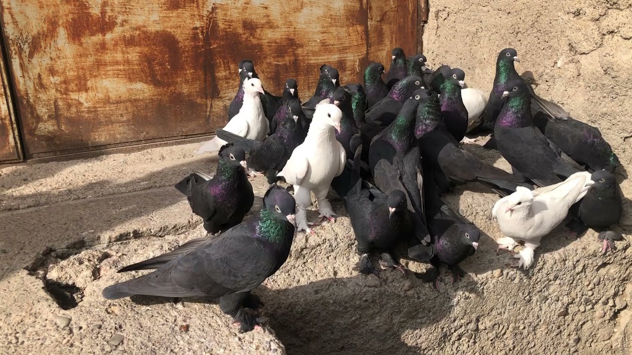 Rahmetli Şeref Ağa Kuşlarım ANKARA 0536 391 47 13 ( taklacı güvercin oyun kuşu )