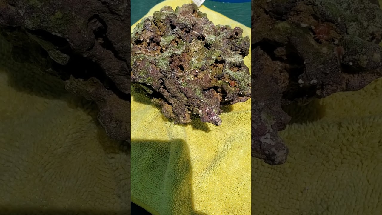 Fire Worm and Bristle Worm removal in my Reef Tank