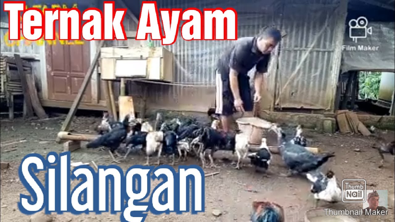 Ternak Ayam Silangan//Pejantan Bangkok babon Kampung