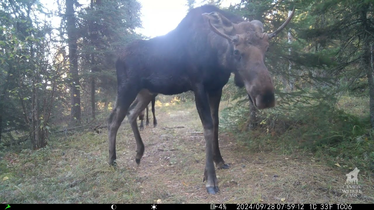 6 Months at the Scent Tree: Bears, Wolves & Wildlife Shenanigans in Saskatchewan