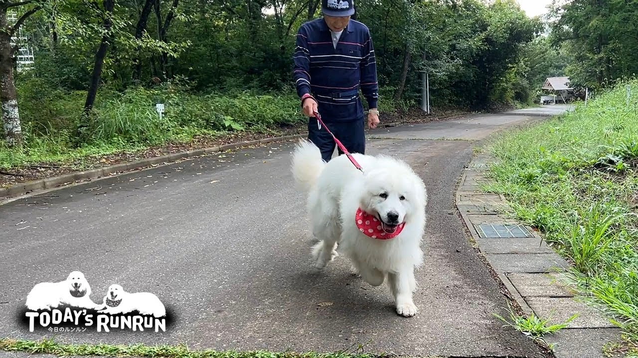 散歩中に他のワンコを見つけグイグイお父さんを引っ張ったルンルンです　Great Pyrenees　グレートピレニーズ