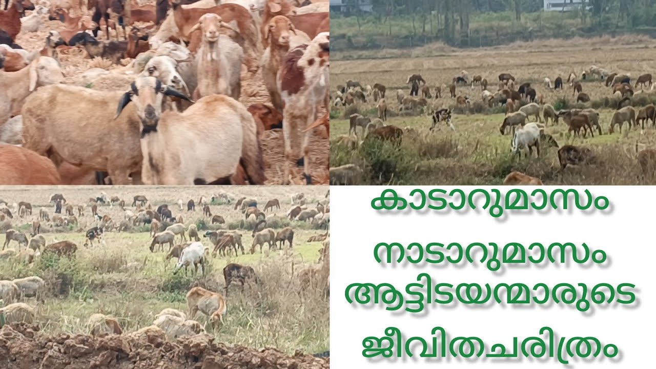 കാടാറുമാസം നാടാറുമാസം എന്നത് വെറുമൊരു പഴഞ്ചൊല്ല് അല്ല കുറുമ്പ എന്ന ആട്ടിടയന്മാരുടെ ജീവിതചരിത്രമാണ് 