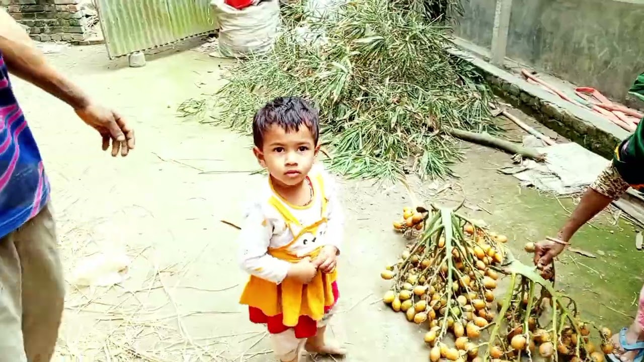 কিছু গাছ পাকা সুপারি পারলাম,,,, 