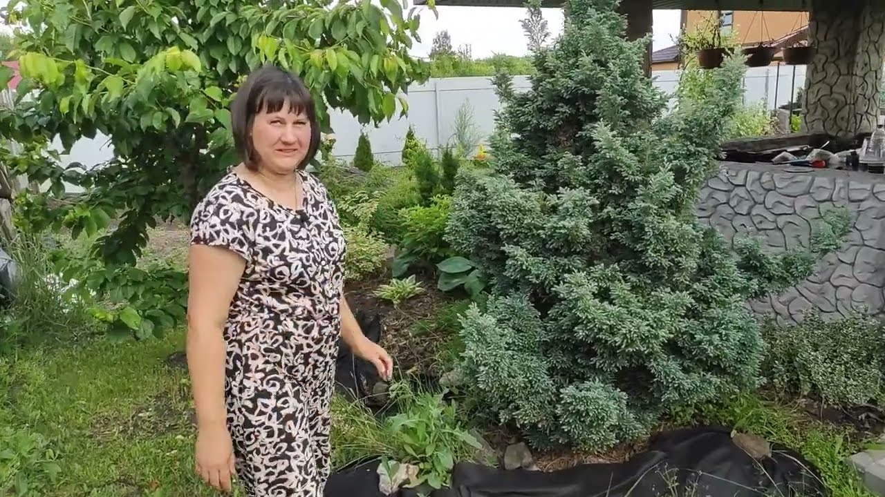 Обзор сада и саженцев на 7 июня.