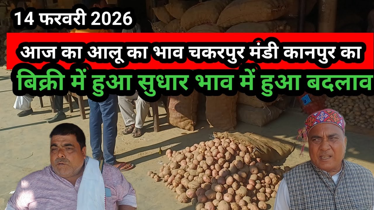 आज का आलू का भाव चकरपुर मंडी कानपुर का 14 फरवरी 2026 