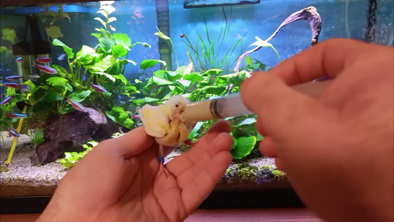 He Was the Smallest… Now Look at Him! 💛 10 Days of Hand Feeding #CanaryRescue#AviaryLife#BirdCare