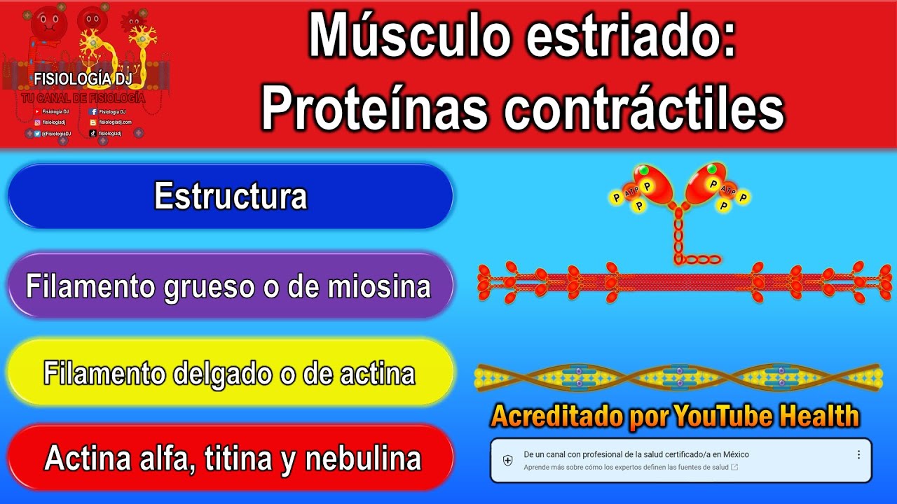 Músculo estriado fisiología | Actina y miosina | Filamentos delgados y gruesos