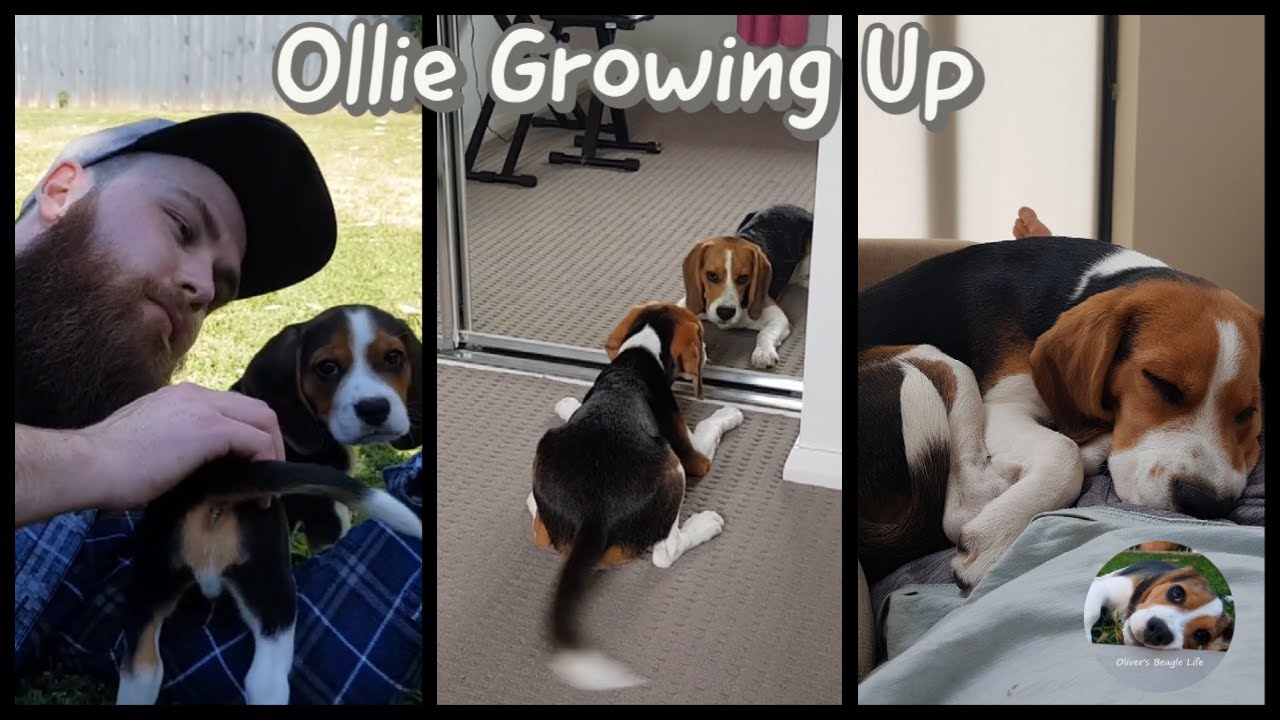 Beagle From 8 Weeks to 6 Months old